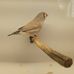 May Ware Pop Zebrafinch Mandarin - Facebook