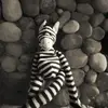 Zebra__wise - @zebra__wise - TikTok