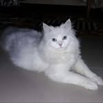 Zeba Baig - @zebabaig67 - Instagram