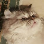 Zeba Haider - @zeba_h - Instagram