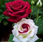 Zeba Islam - Facebook