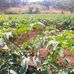 Tinaleza Zed Farmer - Facebook