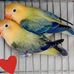 Z Aviary - Facebook