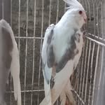 Zee Aviary - @zeeaviary - Instagram