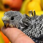 Zee Aviary - @zee.aviary - Instagram
