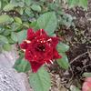 zeeba Khan - @user013856845 - TikTok