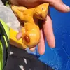 Zeferino Muñoz - @danus65 - TikTok