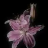 Zehra Ahmed - @zehra.ahmed43 - TikTok