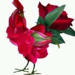 Zeina Hammad - @zeina8275 - Instagram