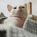 🐈 - @catarina.zettajones - Instagram