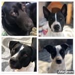 Thor, Zeus, Nina e Gordon - @quarteto_fastastico_de_4_patas - Instagram