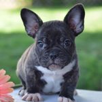 Zeus Gordon - @zeus.the.frienchie - Instagram