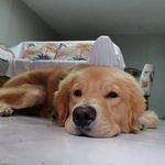 Baby_Zeus_Lion - @zeus_rivera_cordova - Instagram