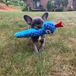Zeus Pebbles Rivera - @zeusthefrenchieee - Instagram