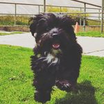 Zeus Rivera - @zeus.rivera.dog - Instagram