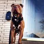 Zeus Rivera - @zeusdarednose - Instagram