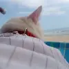 evilynvargasinfan - @zeus_vasquezvargas0420 - TikTok