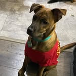 Zeus Scoobert Abolos Vasquez - @scooby.zeusie_doo - Instagram