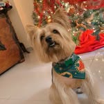 Zeus Simon Vásquez🐶 - @zeusyorkie_ - Instagram
