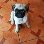 Zeus Vásquez Contreras Baeza - @zeus_pug_arauco - Instagram