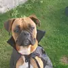 ZeusVasquez🐶 - @zeusvasquez - TikTok