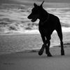 Оля и Зевс🦇🐈‍⬛ - @zevs_doberman21 - TikTok