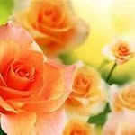Deborah Simmons - @zevrose67 - Instagram