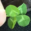 zeynep_inan - @zeynep_inan - TikTok