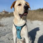 Ziggy Williams - @theziggywilliams - Instagram
