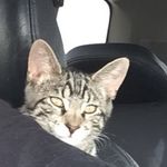 Ziggy Williams - @ziggykitttyy - Instagram