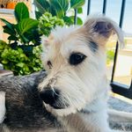 Ziggy - @ziggy__williams - Instagram