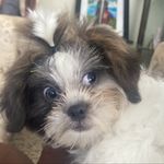 Kiki la ganster de PR - @kira_mari_zoealamedalaracuente - Instagram
