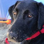 Zoe Bauer - @zoesurfdog - Instagram