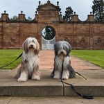Bearded Collie owner - @zoe_ella_beardedcollies - Instagram
