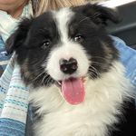Zoe Black Tri Australian Shepherd - @zoe_btas - Instagram