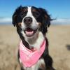 Z o e 🐶 - @zoe.boyero - TikTok