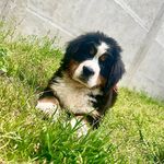 Zoé - @zoe__boyero - Instagram