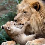 zoe lynn chambers - @zoe_lion134 - Instagram