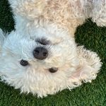 Zoe 🤍 - @zoe_chicken_nugget - Instagram