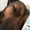 Zoe Marie Bremshey - @zoe_conner - TikTok
