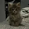Zoey Dobbs - @dobbs1235 - TikTok