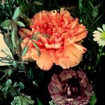 zo3_wild_fr33 - @zoe_downs_ - Instagram
