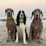 emmy, zoë, and gamble - @emmytheluckypup - Instagram