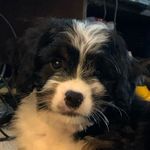 Zoe Goldman-Brown - @zoe.the.mini.bernedoodle - Instagram