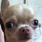 Zoe Hanley - @zoe_loves_animals_and_pets - Instagram