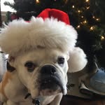Zoe Hess - @zoethebulldoggie - Instagram