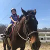 Zoe Levy - @zoelevy_rides_horses - TikTok