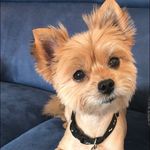 Zoe Levy 🐾 - @zoelevy_woof - Instagram