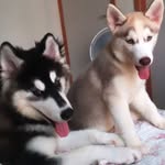 Zoe e Lux - @zoeluxhuskys - Instagram