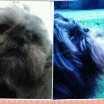 ZOE AKA THE POTATO MALCOLM! - @zoe_malcolm_shihtzus_potatos - Instagram